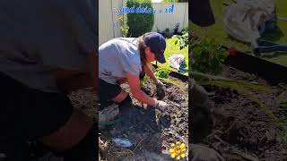 🌼 Planting Agapanthus in the Sunshine agapanthus planting sunlight timelapse [upl. by Yvor]