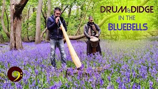 Didgeridoo amp Djembe in the Bluebells ✿♫ [upl. by Johanna849]