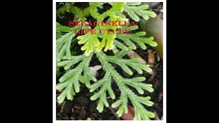 SELAGINELLA  Life cycle [upl. by Alberic]