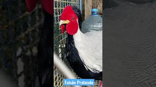 Faisão prateado aves animais avicultura avesornamentais faisao [upl. by Eninej494]