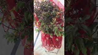 Tulsi Mata ❤️ viral 💕 trending 🎆 🎇 😆 [upl. by Ajak]