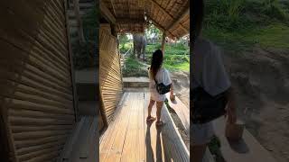 Elephant walks right next to peoples cabin at the Chai Lai Orchid Elephant Sanctuary [upl. by Haley834]