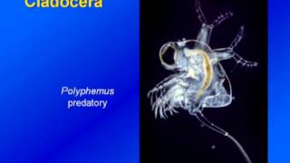 Limnology  Zooplankton Diversity amp Ecology [upl. by Esined]