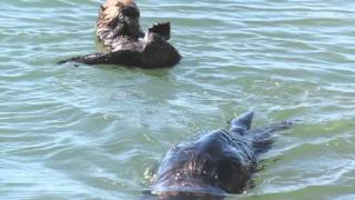 Mom Feeds Baby Sea Otter 2 [upl. by Jamesy]