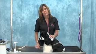 How to Groom American Cocker Spaniel Show Trim Intro  Jodi Murphy Instructional Video Series [upl. by Adnolohs]