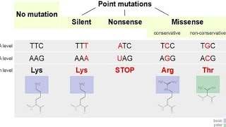 Missense Mutation  Point Mutations [upl. by Arther]