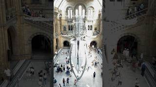 Natural history museum Londonmuseum shortsvideo travel travelshorts history [upl. by Bible]