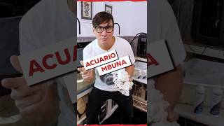 Introducción al Acuario Mbuna Más INFO en el Canal 🐟 youtubeshorts peces [upl. by Aiuqcaj]