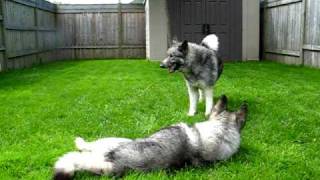 Toby amp Quinn Norwegian Elkhounds Playing After a Bath [upl. by Sherj]