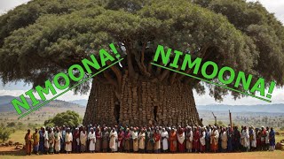 NIMOONA  Sirba Haaraa Weellisaa Liiban daadhii quotAbdiisaquot Anatu oromomusic [upl. by Ahtnammas]