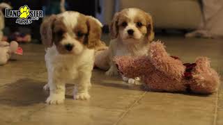 Cavachon Puppies [upl. by Nohtanoj]