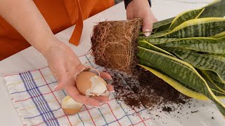 Turn Breakfast Scraps into Plant Power Eggshells for a Thriving Snake Plant [upl. by Ayar]