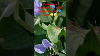 Commelina communis botanywithyoutube medicinalplants ytshorts garden koreanmusickoreanmix [upl. by Ssalguod]