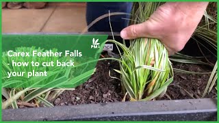 Carex Feather Falls  how to cut back your plant [upl. by Glenn812]