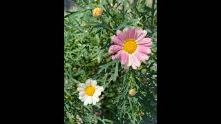 Blushing daisy grown from seed gardening [upl. by Newman]