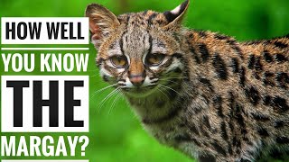 Margay  Description Characteristics and Facts [upl. by Wong559]