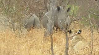 Lions keeping an eye on rhino [upl. by Savill]