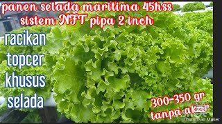 Panen selada maritima 45 hss sistem NFT pipa 2 inch  nutrisi racikan khusus selada [upl. by Gannie368]