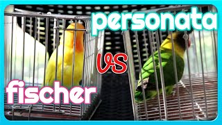 Difference Between Fischer amp Personata Lovebirds [upl. by Ileane883]