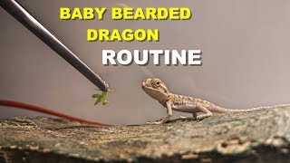 Baby Bearded Dragon Daily Routine  Tips On Bearded Dragon Care [upl. by Tessa]