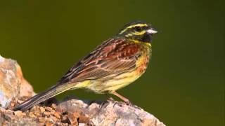 Σιρλοτσίχλονο Emberiza cirlus wmv [upl. by Dnamra]