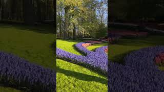 🇳🇱 Keukenhof Springtime Paradise [upl. by Badger360]