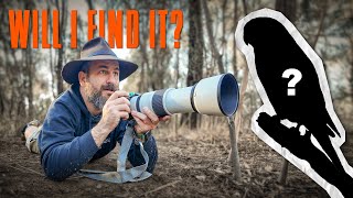 Searching for one of Australias Rarest Birds [upl. by Merril226]