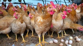 How To Raise Chicken 🐣I Miraculous Medicine For Preventing amp Treating Diseases In Chickens 🐓 [upl. by Betteanne638]