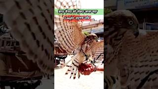 Hawk Catcher Trapped अदृश्यजीव 😳  Mysterious death in my Bird house  youtubeshorts birds pets [upl. by Barbee]