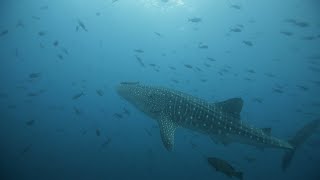 Whale Shark Tagging project 📍 Malpelo Sanctuary [upl. by Bevin169]