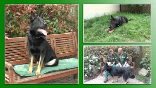 Hundevermittlung  MaiJuni 2017 Tierheim Hannover TV [upl. by Annam]