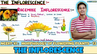 Morphology of Flowering Plants Lec 13 The Inflorescence Class 11 NEET Neetology [upl. by Eneirda]