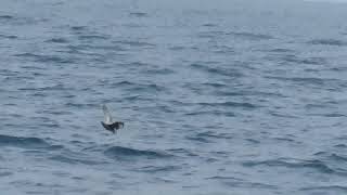 Northern Fulmar Fulmarus glacialis Flying Across the Water  Shearwater Journeys [upl. by Teresa]