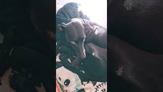 Dogo 🥰🥰🥰 dog doglover doglife [upl. by Lise]