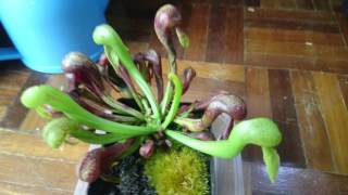 Feeding my Darlingtonia Californica [upl. by Eihpos]