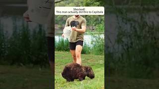 Rescue the capybara injured by the wildfire rescueanimals animals animalrescue capybara [upl. by Nail]