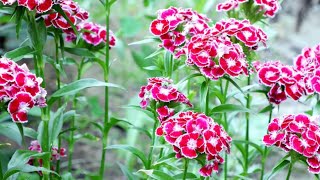 Planting Dianthus Barbatus Sweet William mustwatch sweet william planting summer 2024 [upl. by Nywloc506]