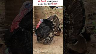 ಒಂದು ಟರ್ಕಿ ಕೋಳಿಯ ಬೆಲೆ ಎಷ್ಟು ಅಂತ ಗೊತ್ತಾ shorts TurkeyFarming ChickenFarming [upl. by Longtin673]