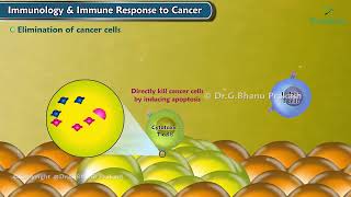 Immunology And Immune Response to Cancer Antigen presentation Activation of Immune cells [upl. by Eldora]