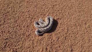 Saharan Horned Viper Cerastes cerastes in the wild  Tunisia 2018 [upl. by Burbank]