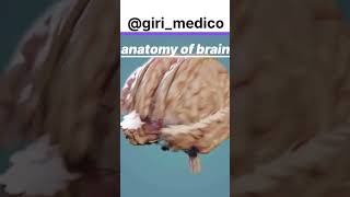 Anatomy of brain 🧠anatomy physiology doctor shorts science biology medical structure neet [upl. by Anirtek]