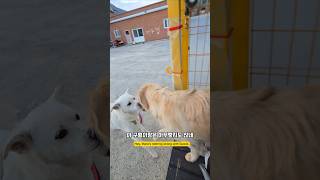 몽실이 집에 구월이가 놀러온다고 남해 리트리버 몽실이 babydog puppy goldenretriever [upl. by Rebmac]