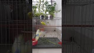 Budgie sounds  Cute Budgie parakeet singing in his swing birds [upl. by Borchers794]