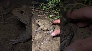 Boing catch frogs Try dont laugh shorts [upl. by Akcired]