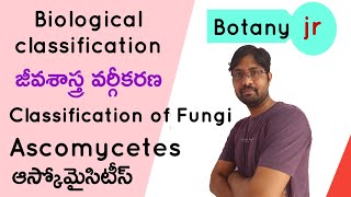 Ascomycetes  Biological classification  Fungi  ఆస్కోమైసిటీస్ [upl. by Tallbott829]