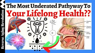 THIS May Be The MOST UNDERATED Pathway To Your Lifelong Health [upl. by Farrah]