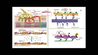 Contractile proteins amp muscle contraction and relaxation p2 [upl. by Heall516]