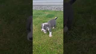 Cutest blue nose pitbull puppy 6 weeks [upl. by Valle67]