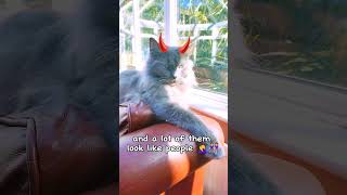 Remember stupidity comesfunny catmemes funnycats ragdoll [upl. by Ogeid]