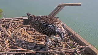 Captiva Osprey Cam  Osprey baby catch Dives and catch Needlefish  July 7 2024 [upl. by Amak]